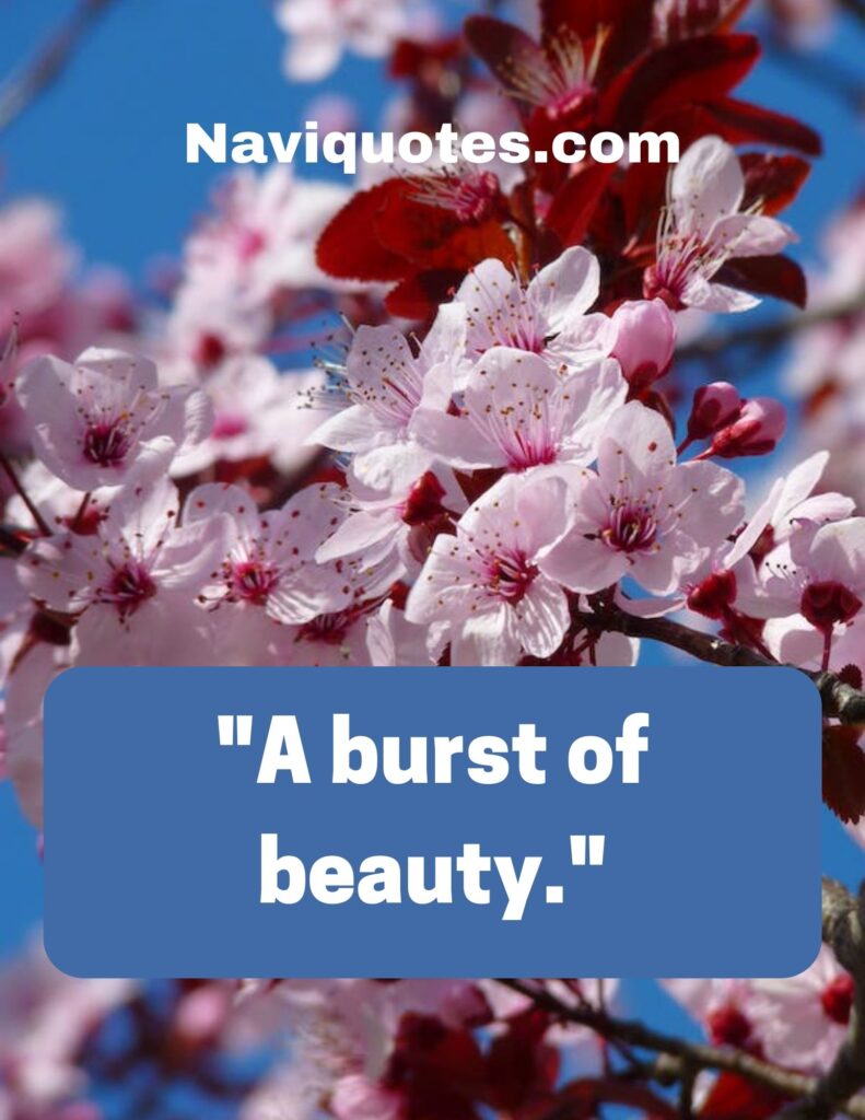 Beautiful Cherry Blossom Captions