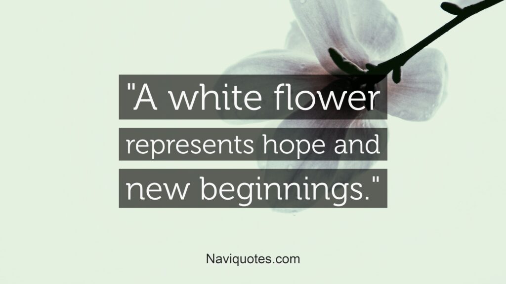 White Flower captions for Instagram