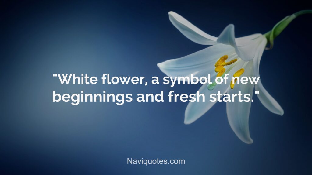 White Flower captions for Instagram