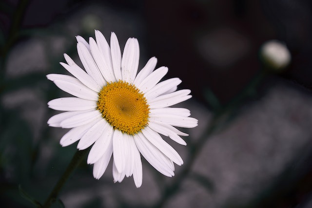White Flower Captions