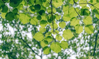 Leaf Captions