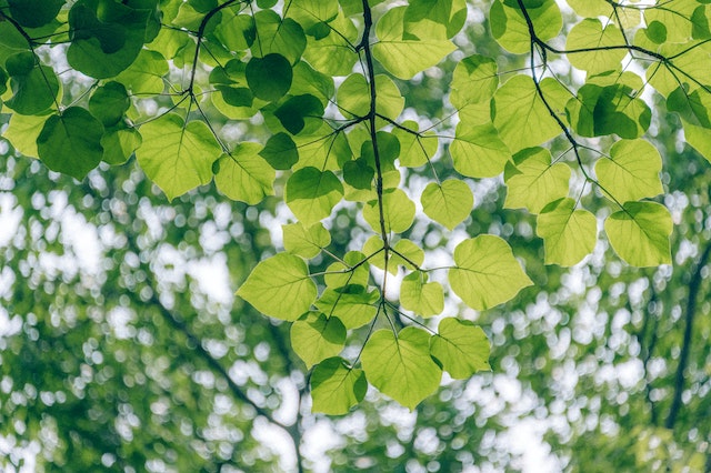 Leaf Captions