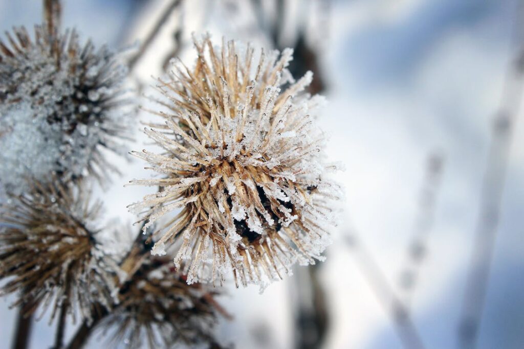 Winter Flower Captions