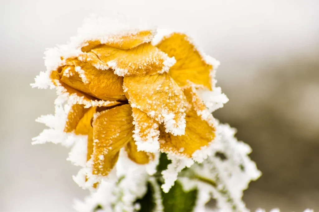 Winter Flower Captions