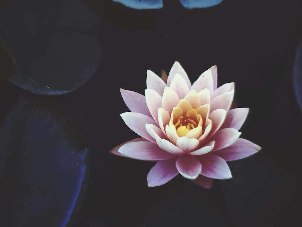 Lotus Captions for Instagram