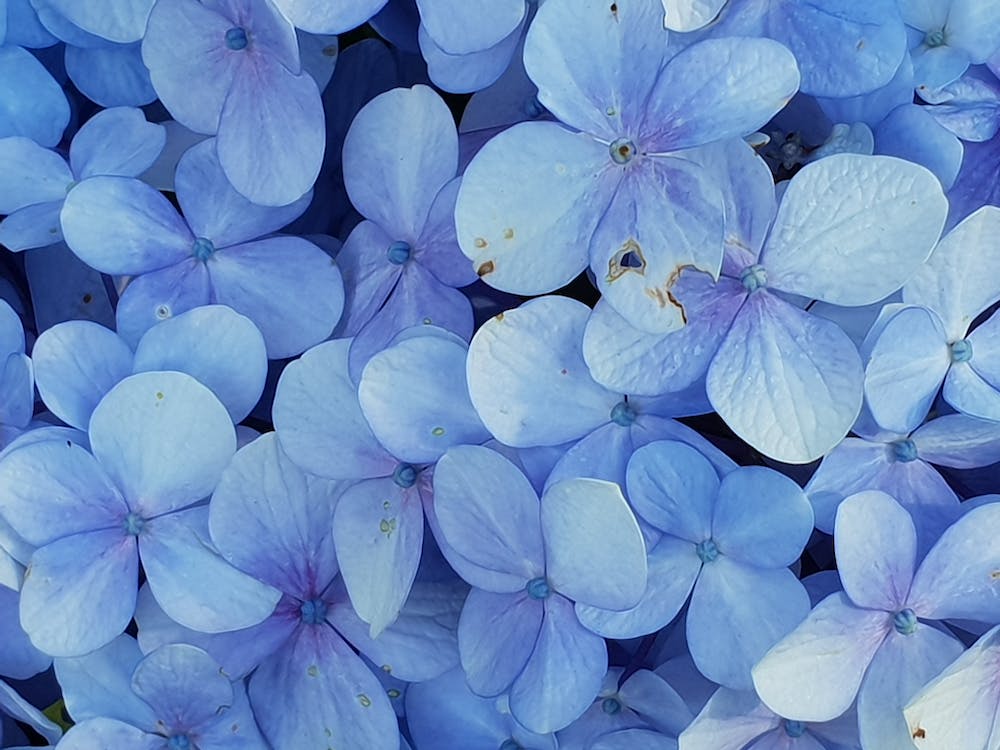 Hydrangea Captions for Instagram