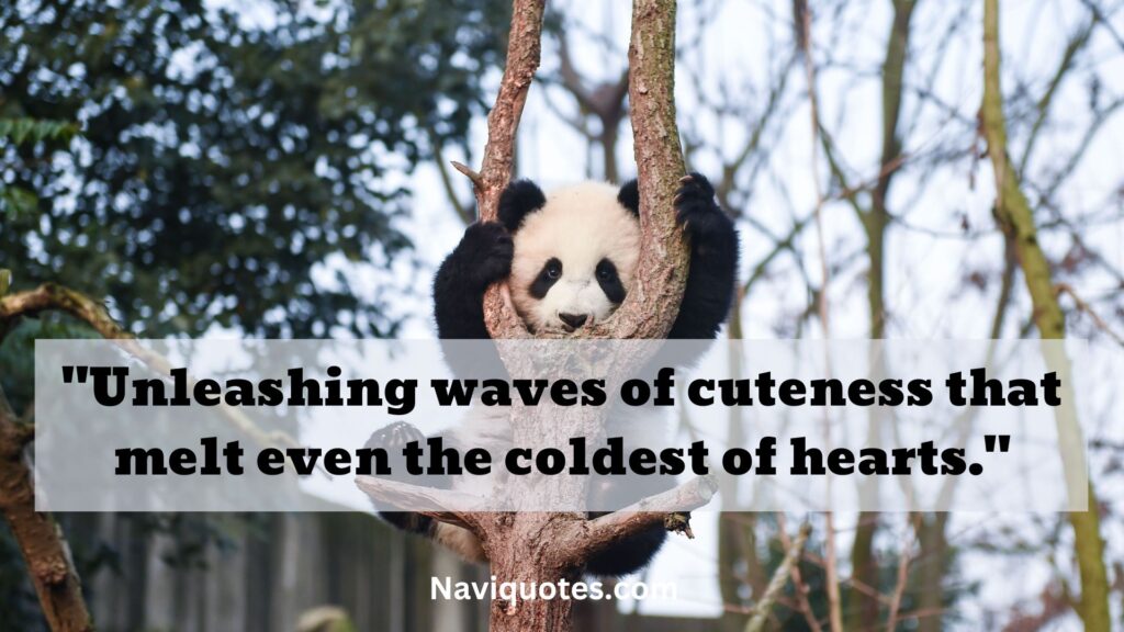 Cute Panda Quotes 