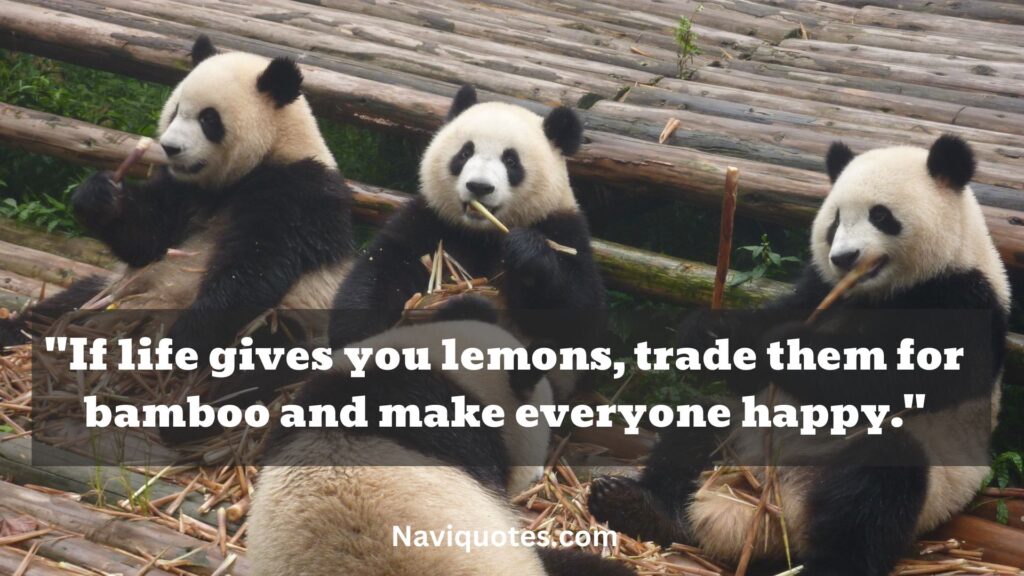 Funny Panda Quotes 