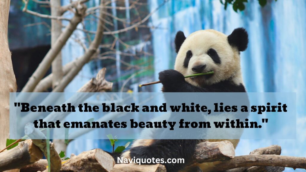 Beautiful Panda Quotes 