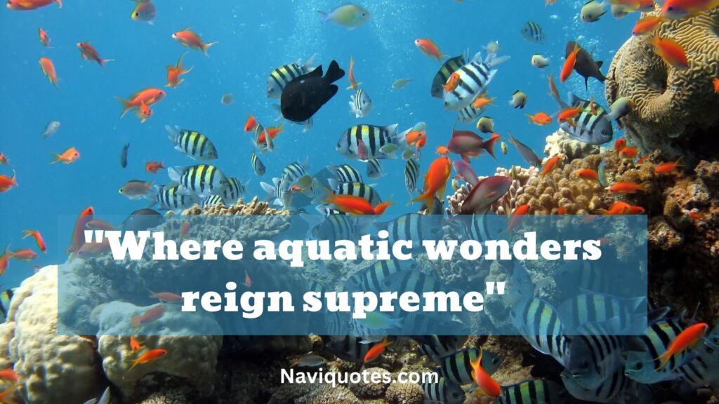 Best Aquarium Captions
