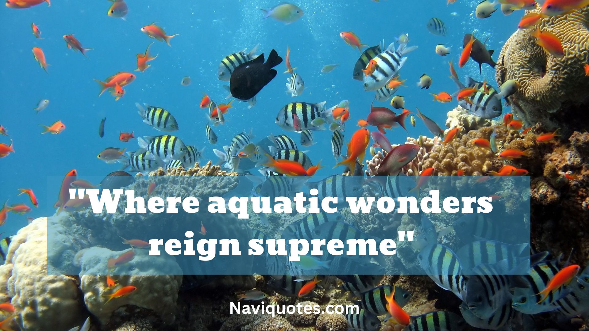 60 Best Aquarium Captions For Instagram 60-best-aquarium-captions-for-instagram