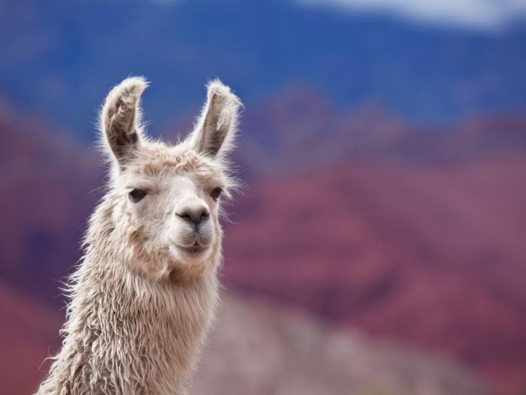 Llama Quotes and Captions